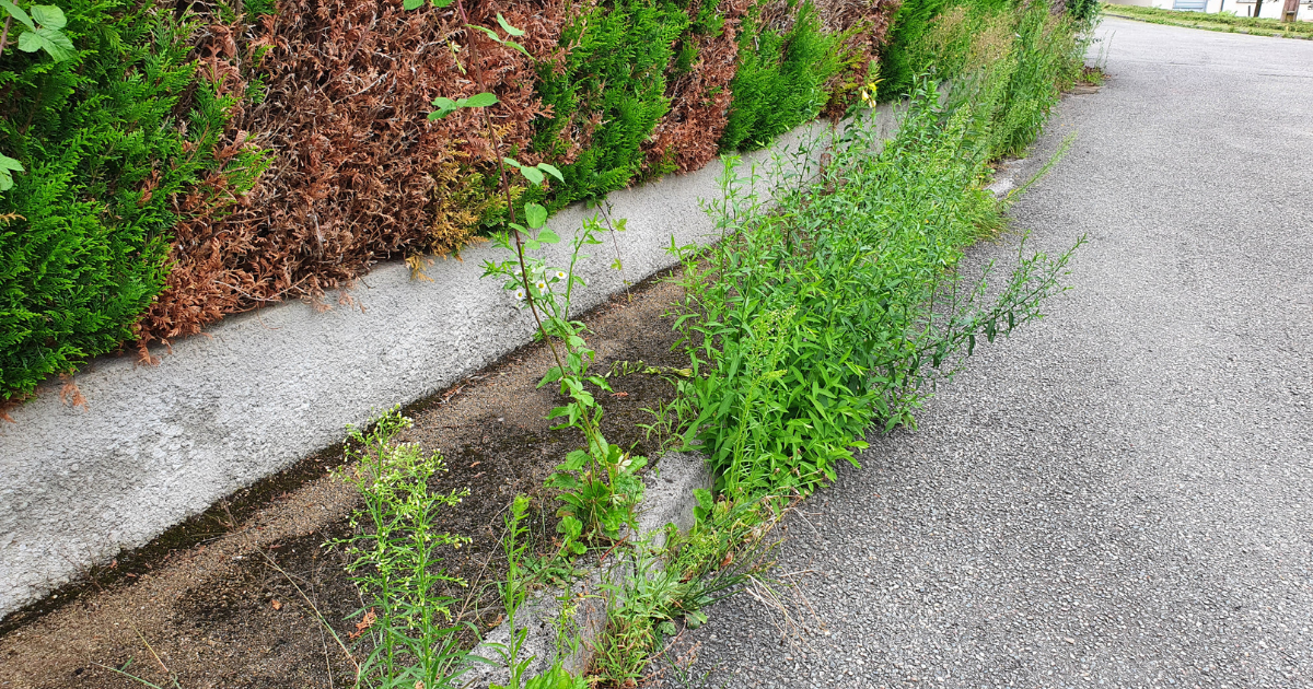 Herbes