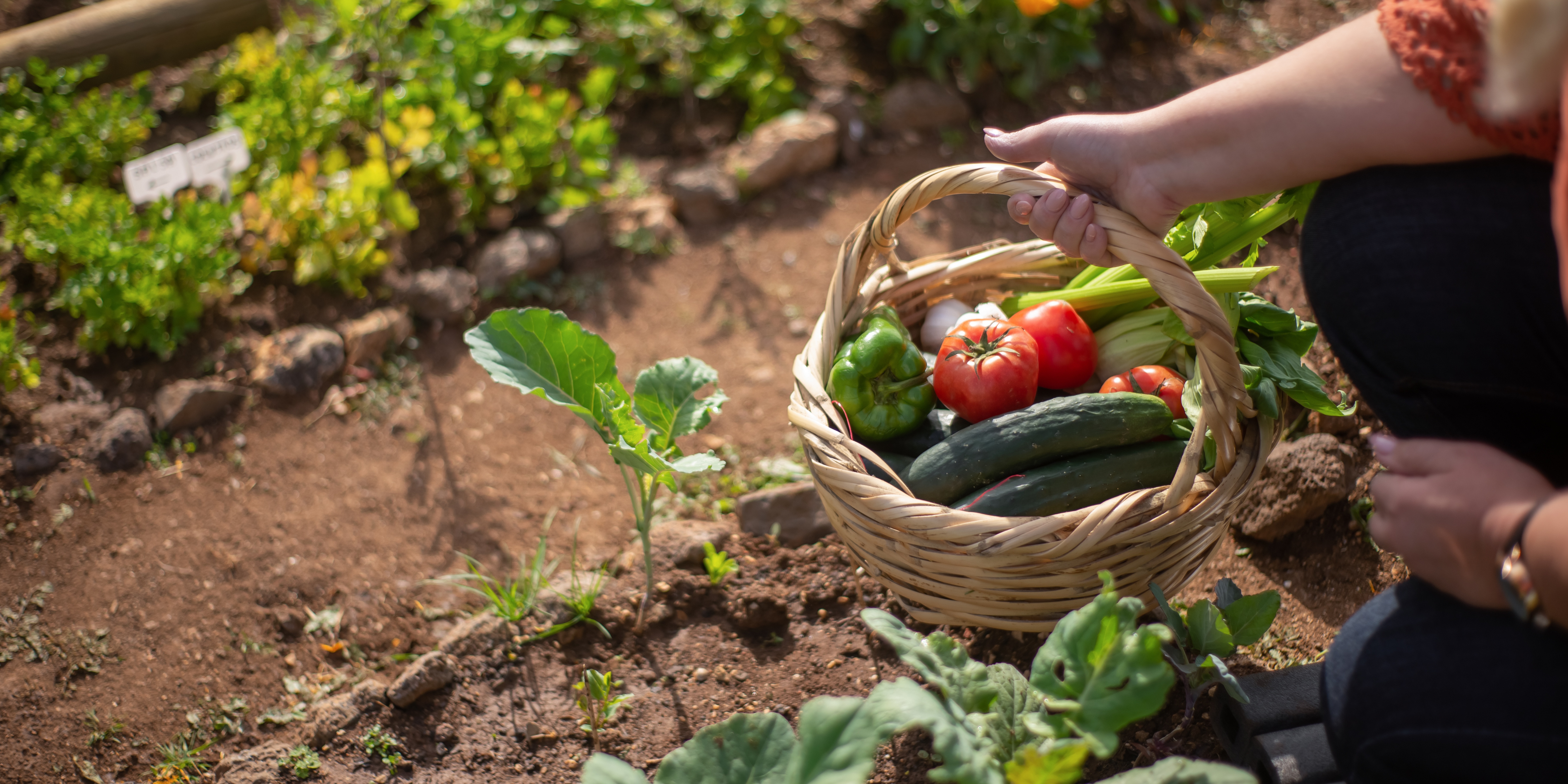 Potager